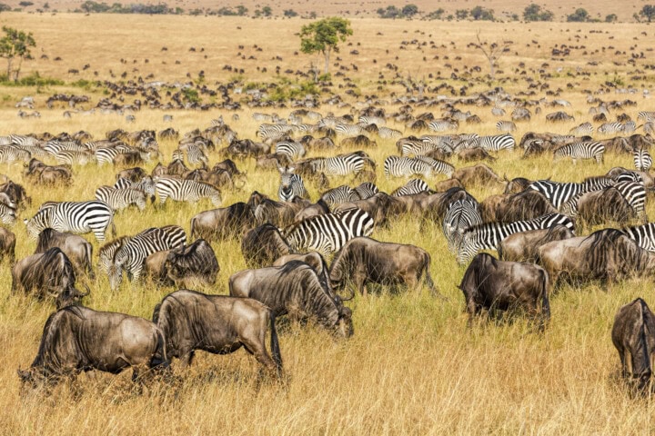Africa on Safari